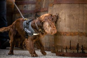 В Шотландии завод по производству виски принял на работу собаку