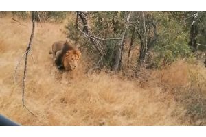 Игра в догонялки между львом и леопардом попала на видео в ЮАР