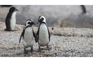Ученые обнаружили в Новой Зеландии останки крупнейшего пингвина в истории Земли