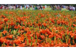 ФОТОФАКТ: В шэньянском парке пышно распустились лилии