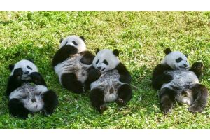 Панды в Китае больше не находятся под угрозой исчезновения