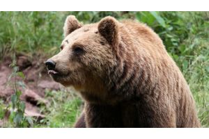 Медведь напугал туристов, которые остановились для отдыха - животное просто хотело сахара! (Видео)