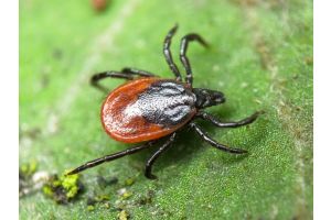 Первый в этом году случай укуса человека опасным насекомым зарегистрирован  в Добруше