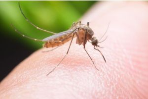 7 причин, из-за которых комары кусают именно вас