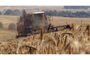На Гомельщине главным сдерживающим фактором в уборке зерновых остаются плохие метеоусловия