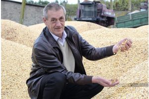 Трэці год у сельгаспрадпрыемстве «Баршчоўскі» асвойваюць тэхналогію кансервацыі кукурузнага зерня