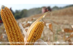 В Гомельской области планируют увеличить площади посева кукурузы и яровых культур в 2020 году