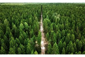 В 52 районах Беларуси введен запрет на посещение лесов