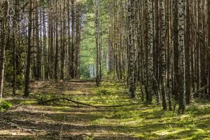 Запрет на посещение лесов действует в 72 районах Беларуси