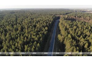 Запреты и ограничения на посещение лесов действуют в 37 районах Беларуси