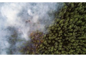 Количество пожаров в экосистемах Гомельской области выросло на 53%