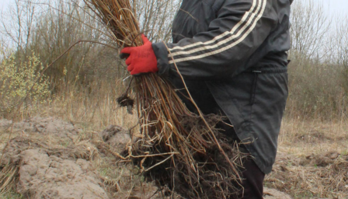 Добрушские пенсионеры помогают лесничеству сажать деревья