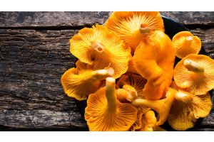 Сезон лисичек: чем полезны грибы и почему их нужно добавить в рацион?