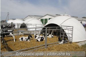 Необычные домики для телят появились во дворе сельхозпредприятия «Утевское» Добрушского района