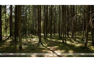 Запреты и ограничения на посещение лесов введены в 71 районе Беларуси