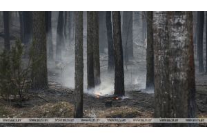 В Беларуси за прошлую неделю случилось 26 лесных пожаров