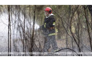 В МЧС рассказали, как действовать при обнаружении лесного пожара