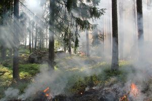 В Беларуси с начала года уже произошло более 100 лесных пожаров