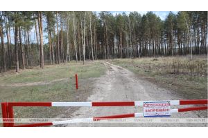 Запреты и ограничения на посещение лесов действуют в 17 районах Беларуси