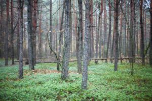 Запреты и ограничения на посещение лесов введены в 113 районах Беларуси