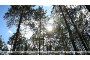 Запреты и ограничения на посещение лесов действуют в 46 районах Беларуси