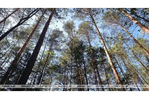 Ограничения на посещение лесов введены в 11 районах Беларуси