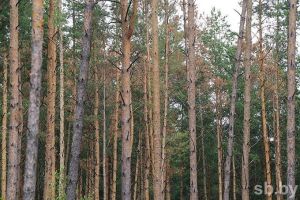 Запреты и ограничения на посещение лесов действуют в 51 районе Беларуси