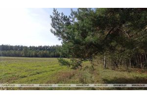 Ограничения на посещение лесов действуют в трех районах Беларуси