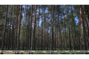 Ограничения на посещение лесов действуют в 40 районах Беларуси