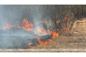 В Беларуси за сутки ликвидировано 27 пожаров травы и кустарников