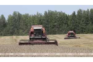 Белорусские аграрии намолотили почти 6,5 млн т зерна