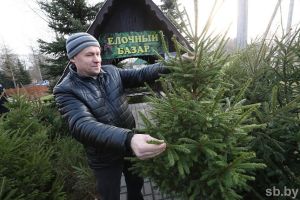 В Минлесхозе рассказали, почем будут продавать новогодние деревья