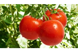 Вредно ли есть свежие помидоры