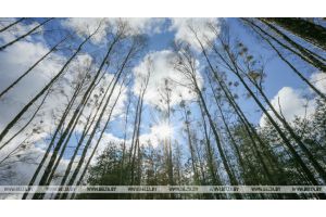 Ограничения на посещение лесов сохраняются в 24 районах Беларуси
