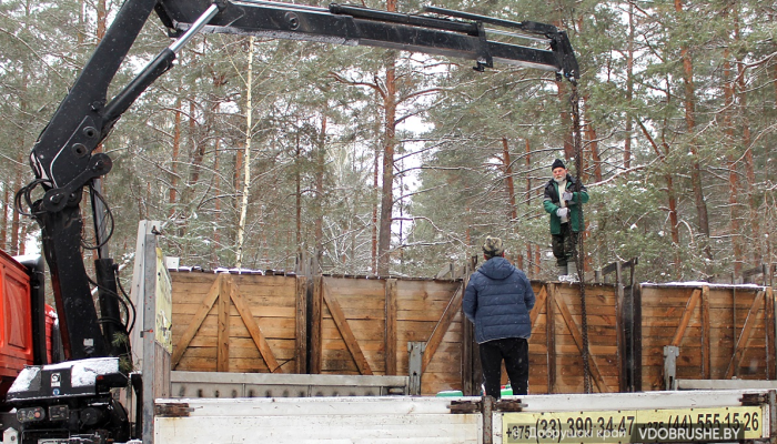 Благодаря программе «Белорусский лес» в лесах Добрушчины на 43 благородных оленя стало больше