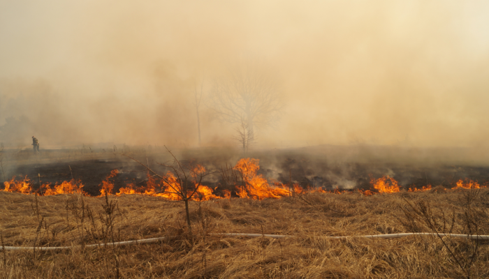 С начала года на Гомельщине более 400 раз горели трава, торфяники и леса