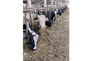 На Добрушчине за последний месяц из  ферм старой постройки в современные комплексы переведено более 300 дойных коров