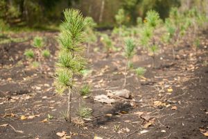 Недосаживали деревья и подделывали документы: прокуратура области выявила нарушения в лесничествах Гомельщины