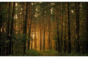 Запреты на посещение лесов сняты по всей Беларуси