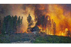 Из-за пожароопасной ситуации в Беларуси введены первые ограничения на посещение лесов