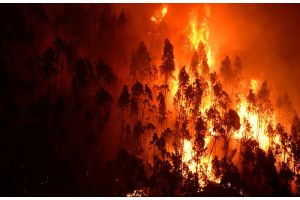В Лос-Анджелесе горят леса: идет эвакуация населения
