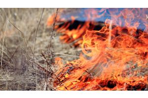 В Гомельской области за сутки ликвидировали 18 пожаров в экосистемах