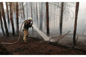 В украинской части Чернобыльской зоны снова пожар — пострадало примерно 3 гектара леса