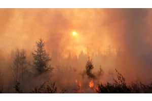 С начала года в Беларуси произошло 428 лесных пожаров