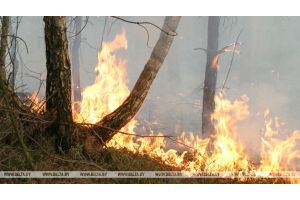 Более 120 лесных пожаров произошло в Беларуси с начала года