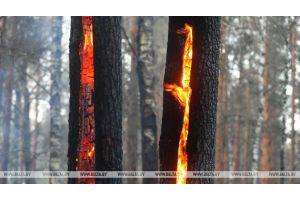 Более 40 лесных пожаров произошло в Беларуси за выходные