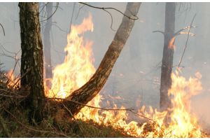 Почти 900 лесных пожаров произошло в Беларуси с начала года