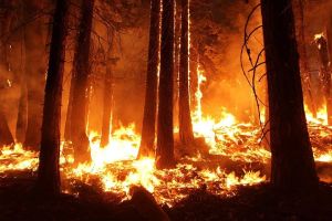 Почти 1 тыс. лесных пожаров произошла в Беларуси с начала года