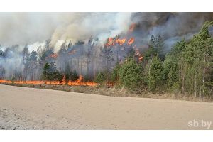 В Беларуси за сутки ликвидированы более 90 пожаров в экосистемах