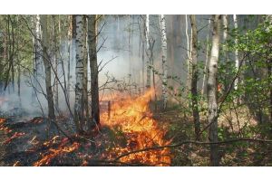 За сутки в России потушили 44 лесных пожара